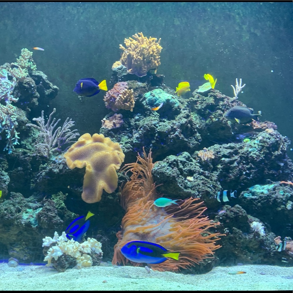 Meet your Posher, Alyssa